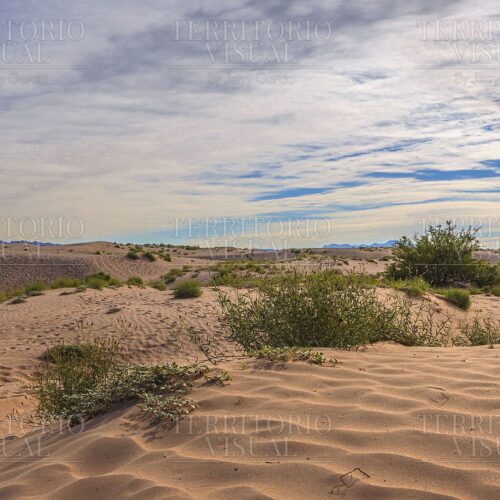 Susurros del Desierto – Dunas de Bilbao, Coahuila