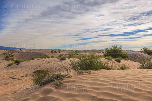 Susurros del Desierto – Dunas de Bilbao, Coahuila