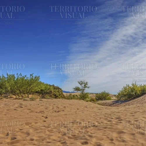 Horizonte de Arena – Dunas de Bilbao, Coahuila
