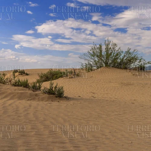 Horizonte Silente - Dunas de Bilbao, Coahuila