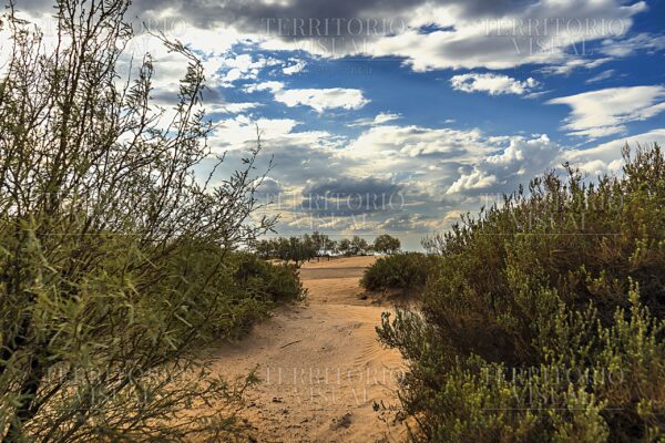 Umbral de Arena - Dunas de Bilbao, Coahuila