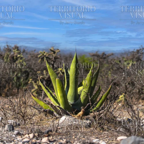 Aliento del Desierto - Sur de Nuevo León