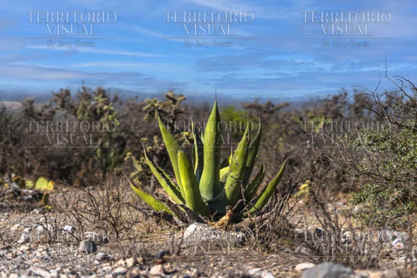 Aliento del Desierto - Sur de Nuevo León