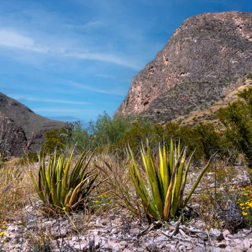 Territorio Vivo - Sur de Nuevo León
