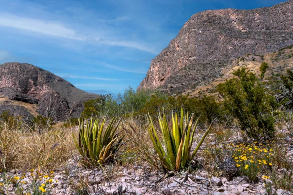 Territorio Vivo - Sur de Nuevo León