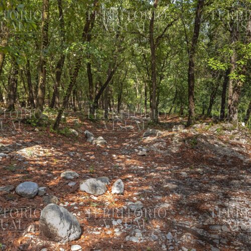 Bifurcación Natural - Bosque Encantado, Santiago Nuevo León
