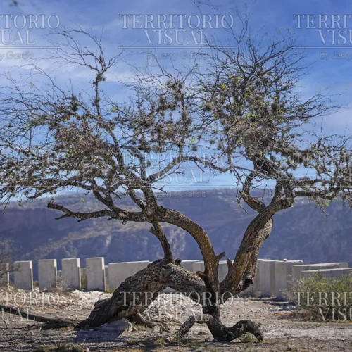Raíz de Viento - Pérez Zeledón, Costa Rica