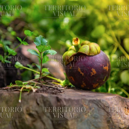 Fruto Siliente - Pérez Zeledón, Costa Rica