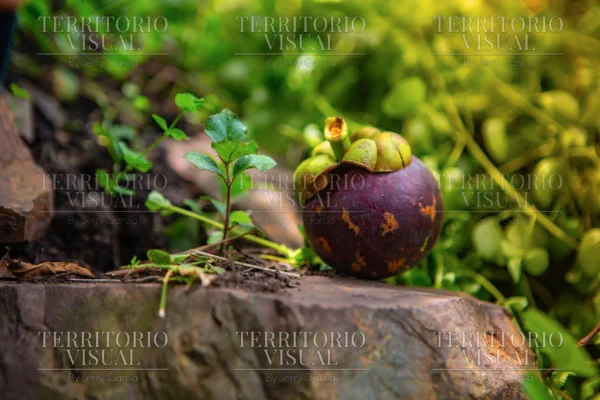 Fruto Siliente - Pérez Zeledón, Costa Rica