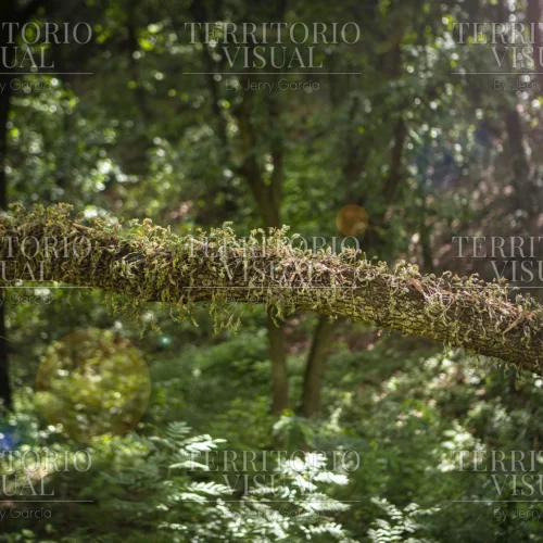 Pulso Verde - Bosque Encantado, Santiago Nuevo León