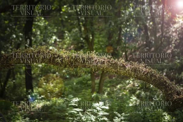 Pulso Verde - Bosque Encantado, Santiago Nuevo León