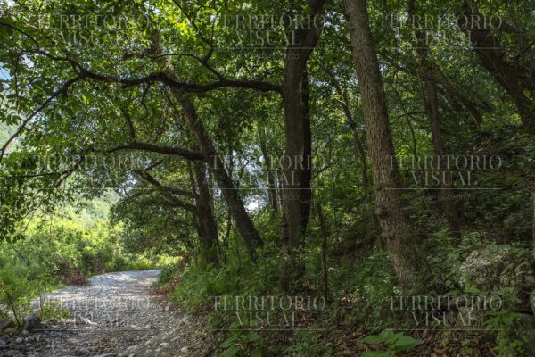 Curva Serena - Bosque Encantado, Santiago Nuevo León