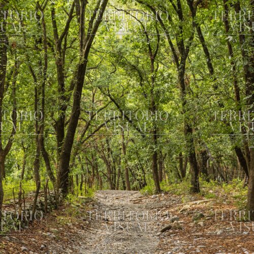 Sendero Custodiado - Bosque Encantado, Santiago Nuevo León