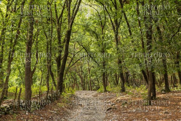 Sendero Custodiado - Bosque Encantado, Santiago Nuevo León