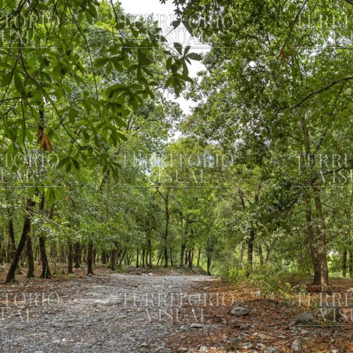 Claro Vivo - Bosque Encantado, Santiago Nuevo León