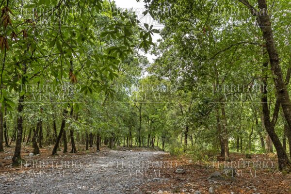 Claro Vivo - Bosque Encantado, Santiago Nuevo León