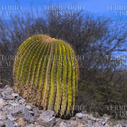 Guardián del Desierto - Bosque Encantado, Santiago Nuevo León