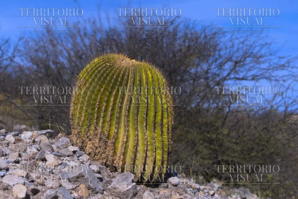Guardián del Desierto - Bosque Encantado, Santiago Nuevo León